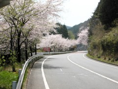 ターンパイク沿いの桜