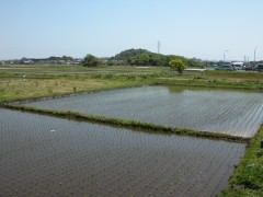 もう田植えが済んでる