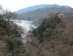 相模湖と山桜