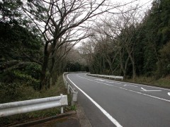 ターンパイクの桜はまだまだ