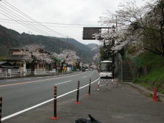 山崎のあたりは満開